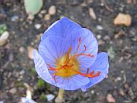 Crocus speciosus (fam. Iridaceae) (Crimee, Anatolie, Caucase, Iran) (01) (Photo F. Mrugala)